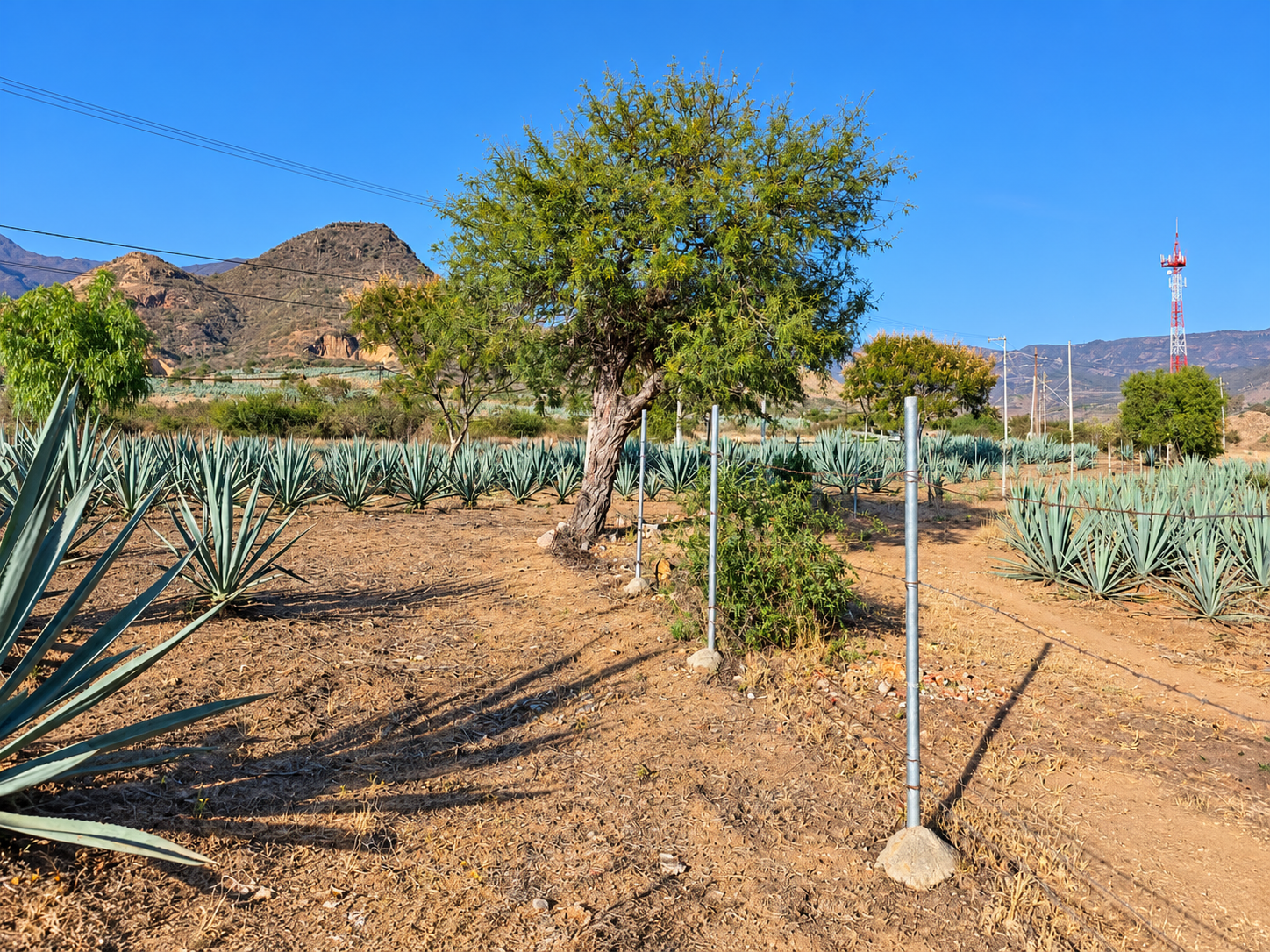 Lote a orilla de carretera-tramo cd Yagul-Tlacolula-$450,000 — foto 4