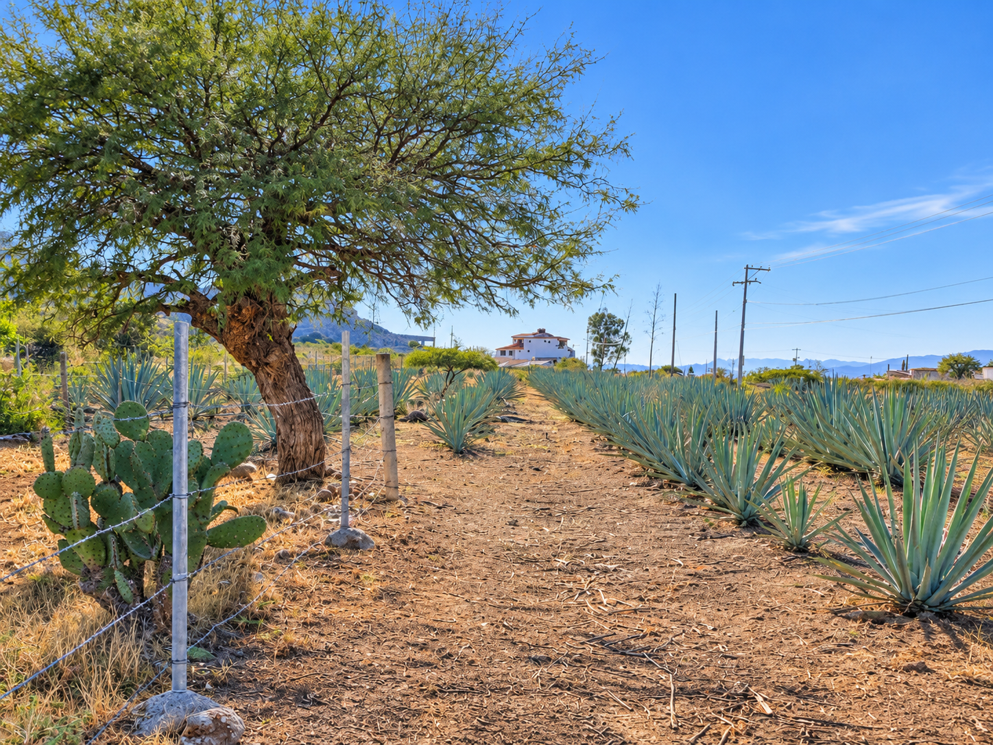 Lote a orilla de carretera-tramo cd Yagul-Tlacolula-$450,000 — foto 3