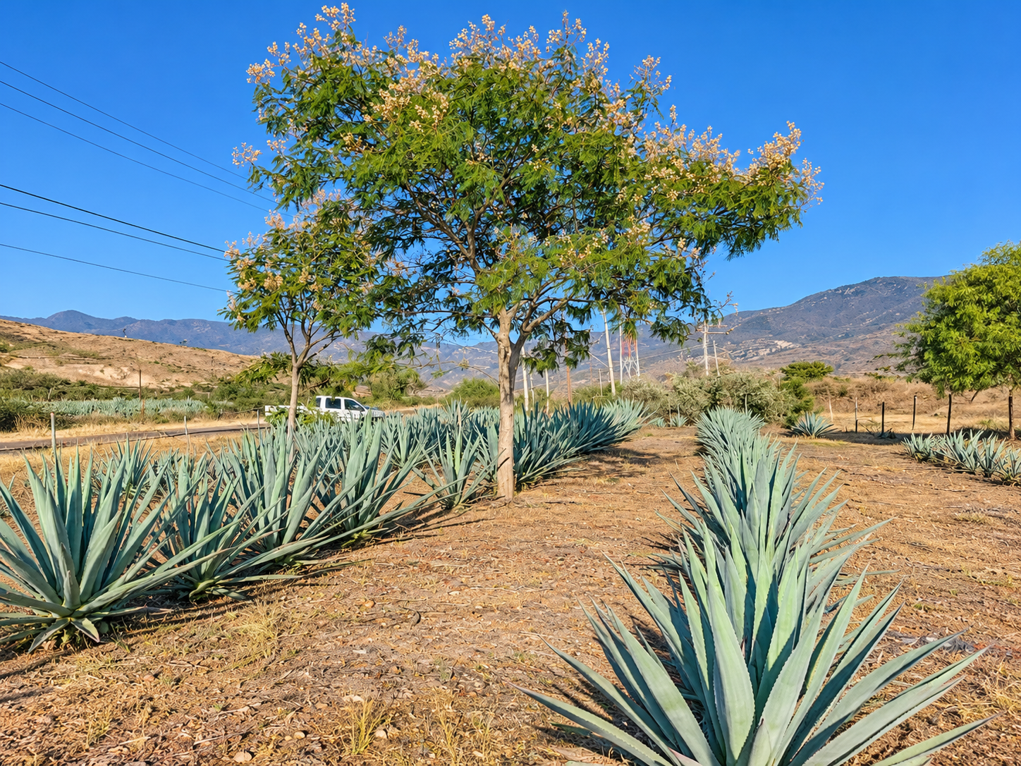 Lote a orilla de carretera-tramo cd Yagul-Tlacolula-$450,000 — foto 5